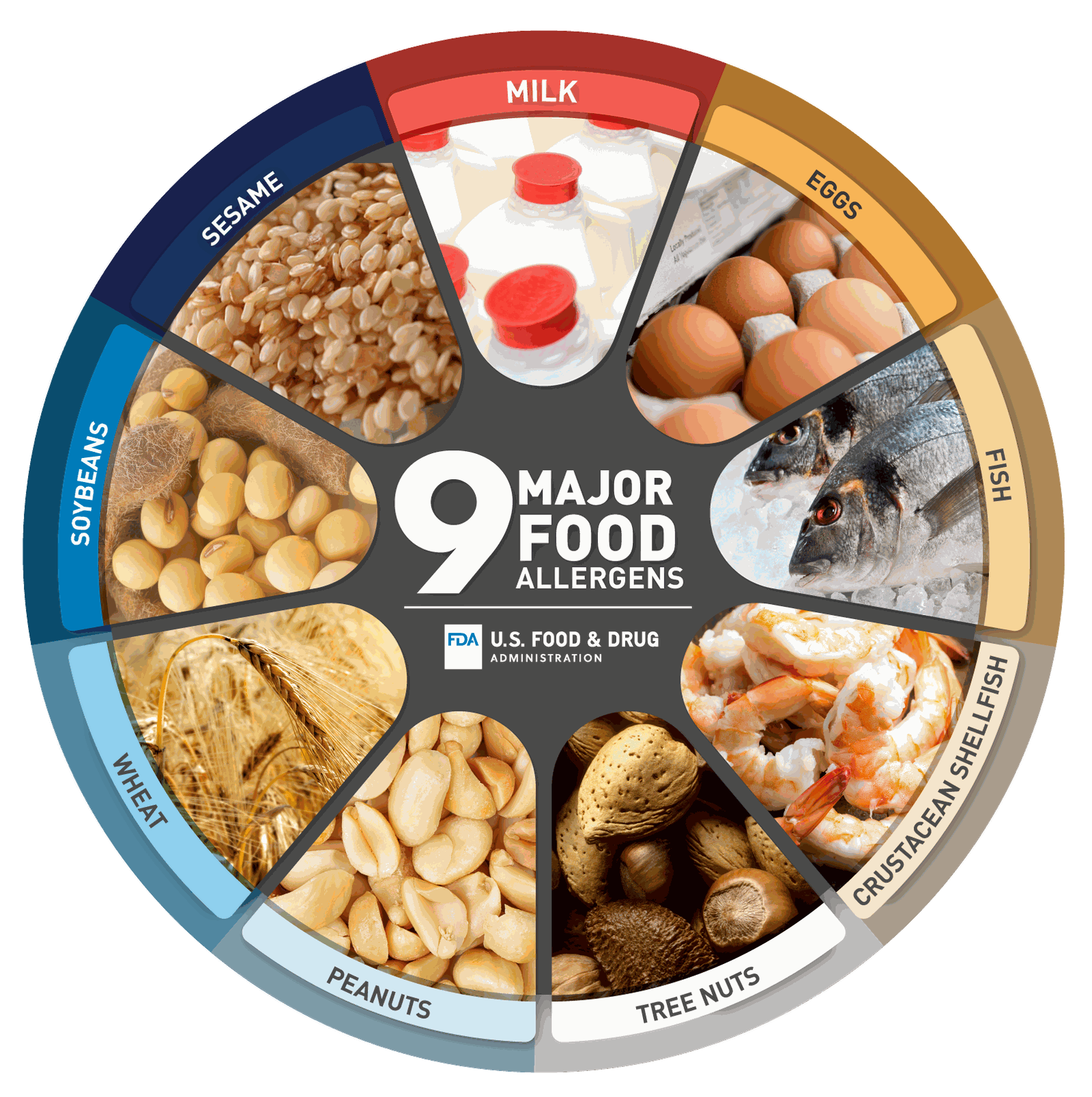 FDA nine major food allergens chart for restaurants &mdash; milk, eggs, fish, crustacean shellfish, tree nuts, peanuts, wheat, soybeans and sesame